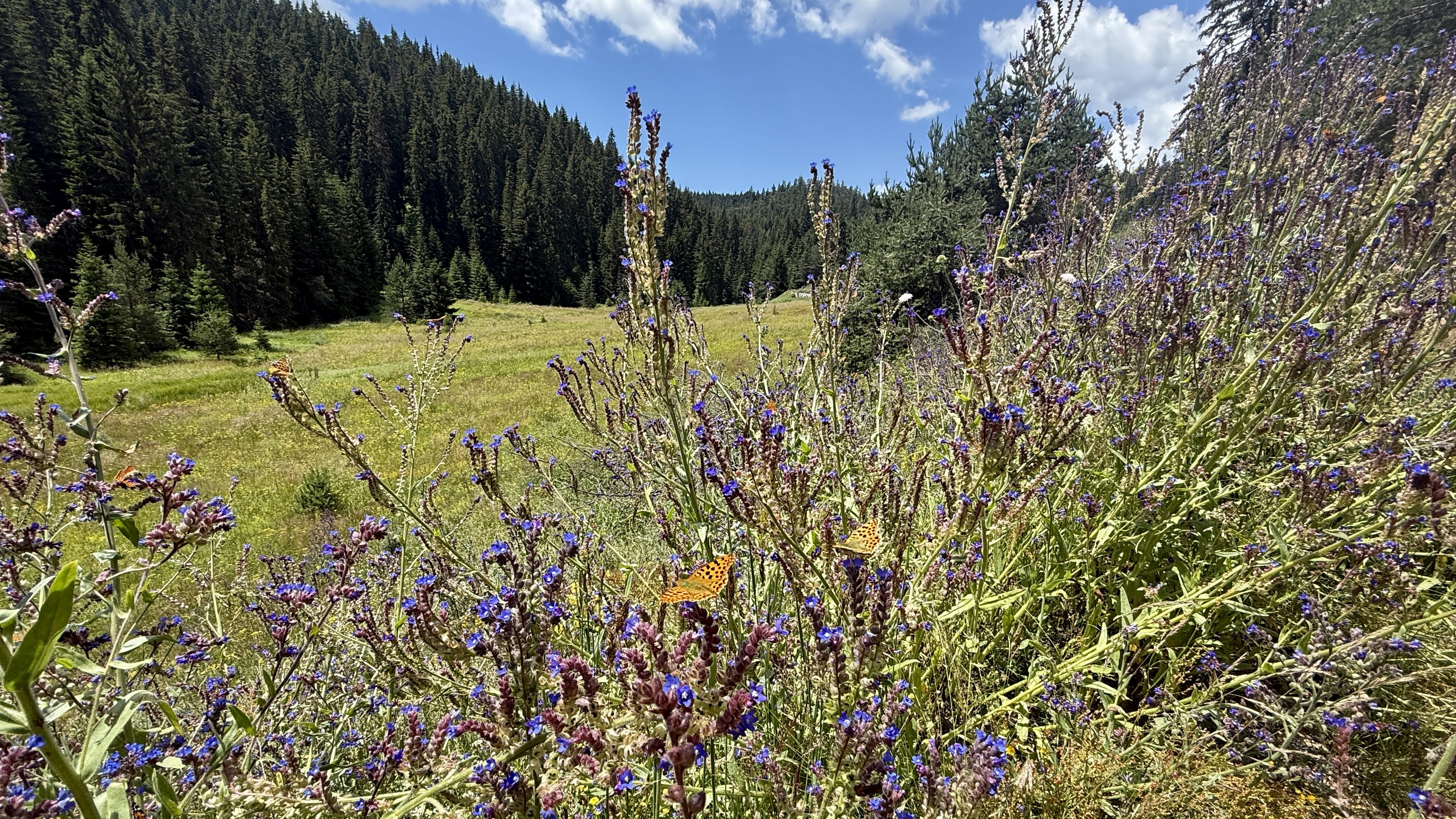 Mountain stream and wildflowers along a forest trail in Bulgaria’s Rhodope Mountains