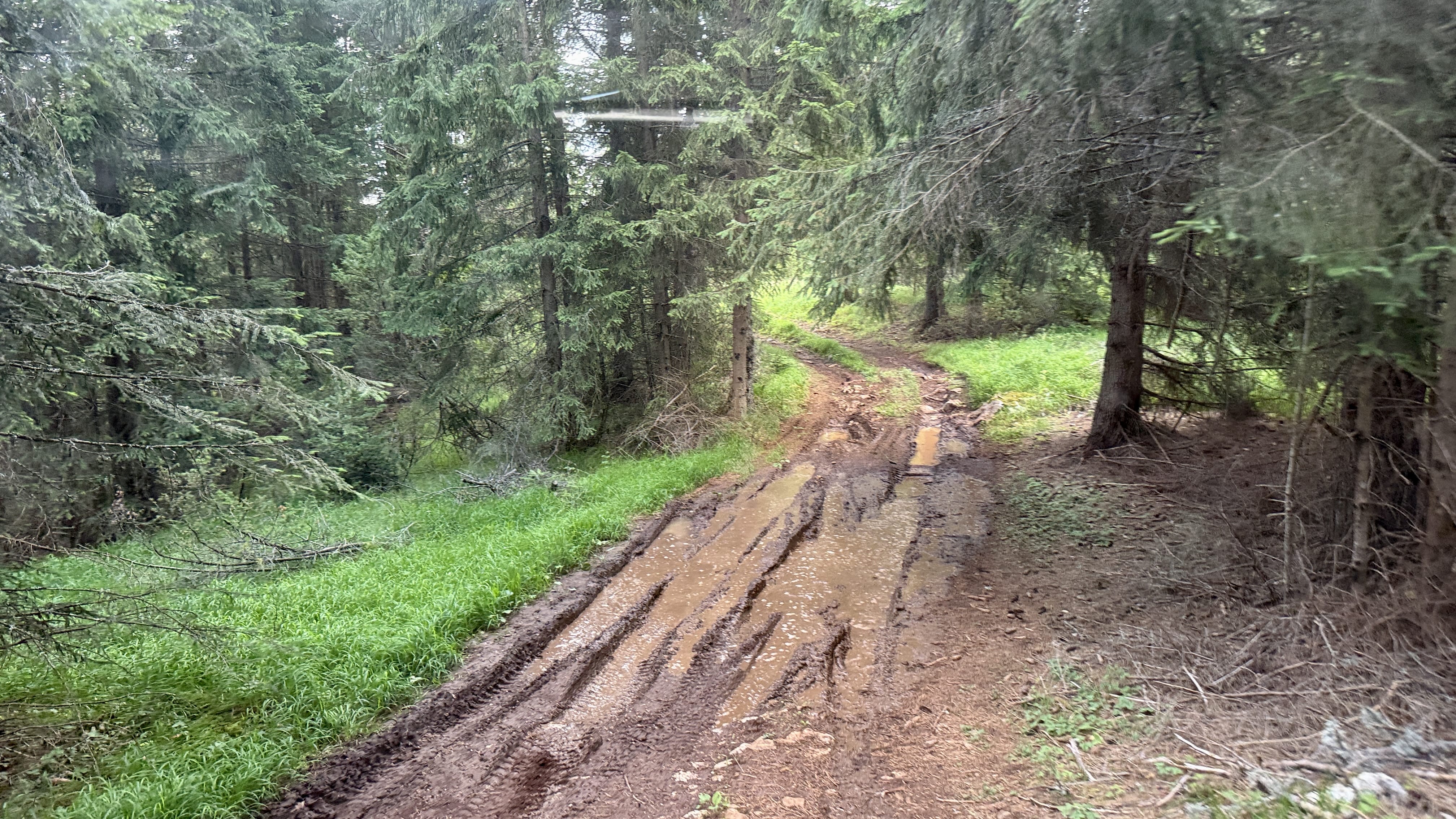Deep muddy ruts on a forest track in Bulgaria's Rhodope Mountains