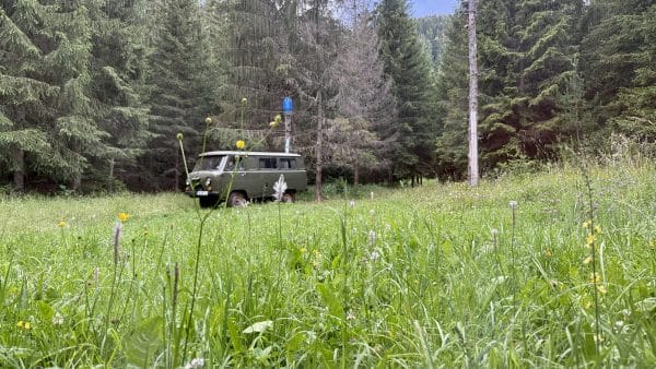 An Evening with a Eurasian Brown Bear in Bulgaria