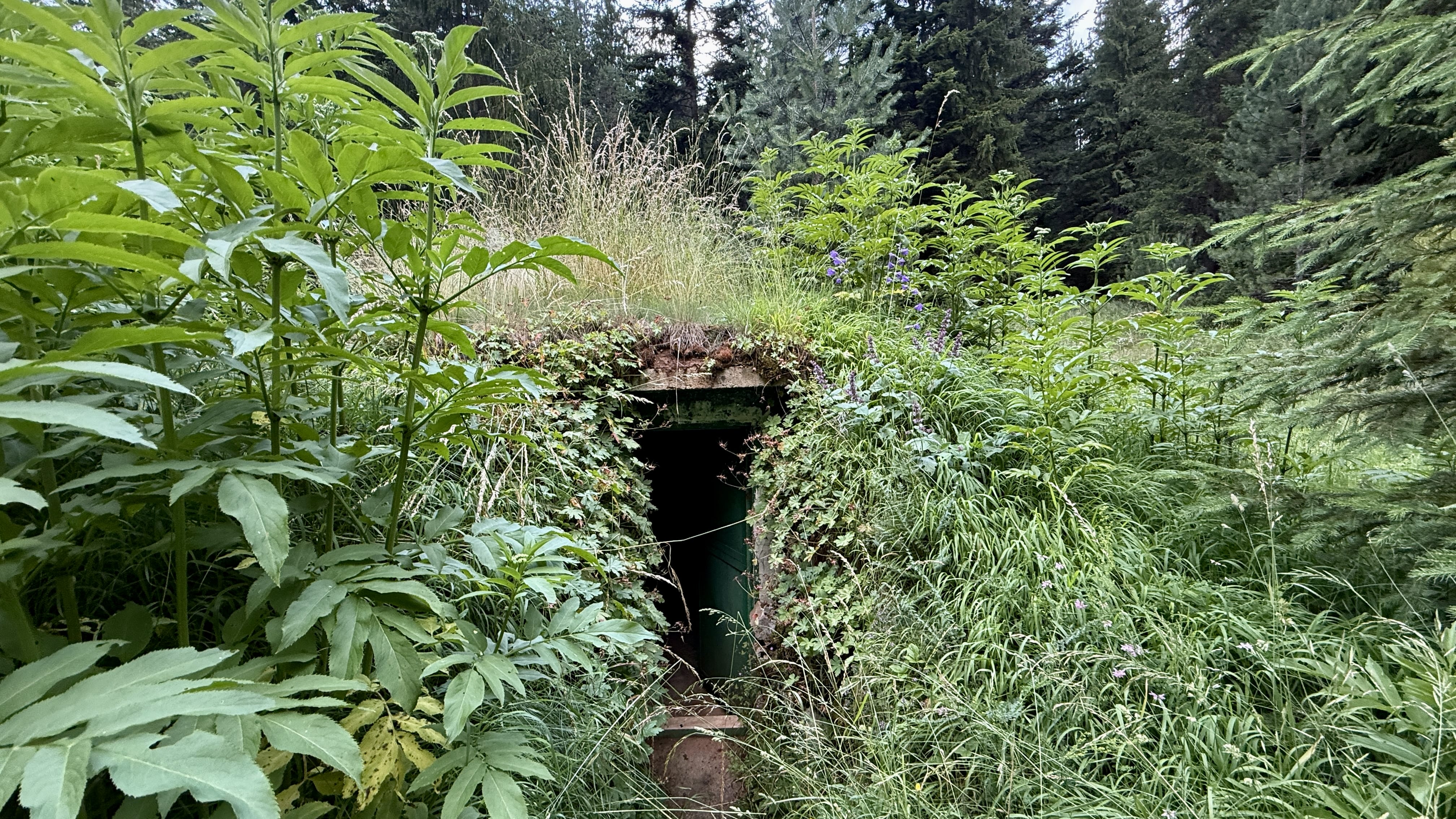 Hide Entrance to a bear-watching hide hidden in vegetation in Bulgaria's Rhodope Mountains