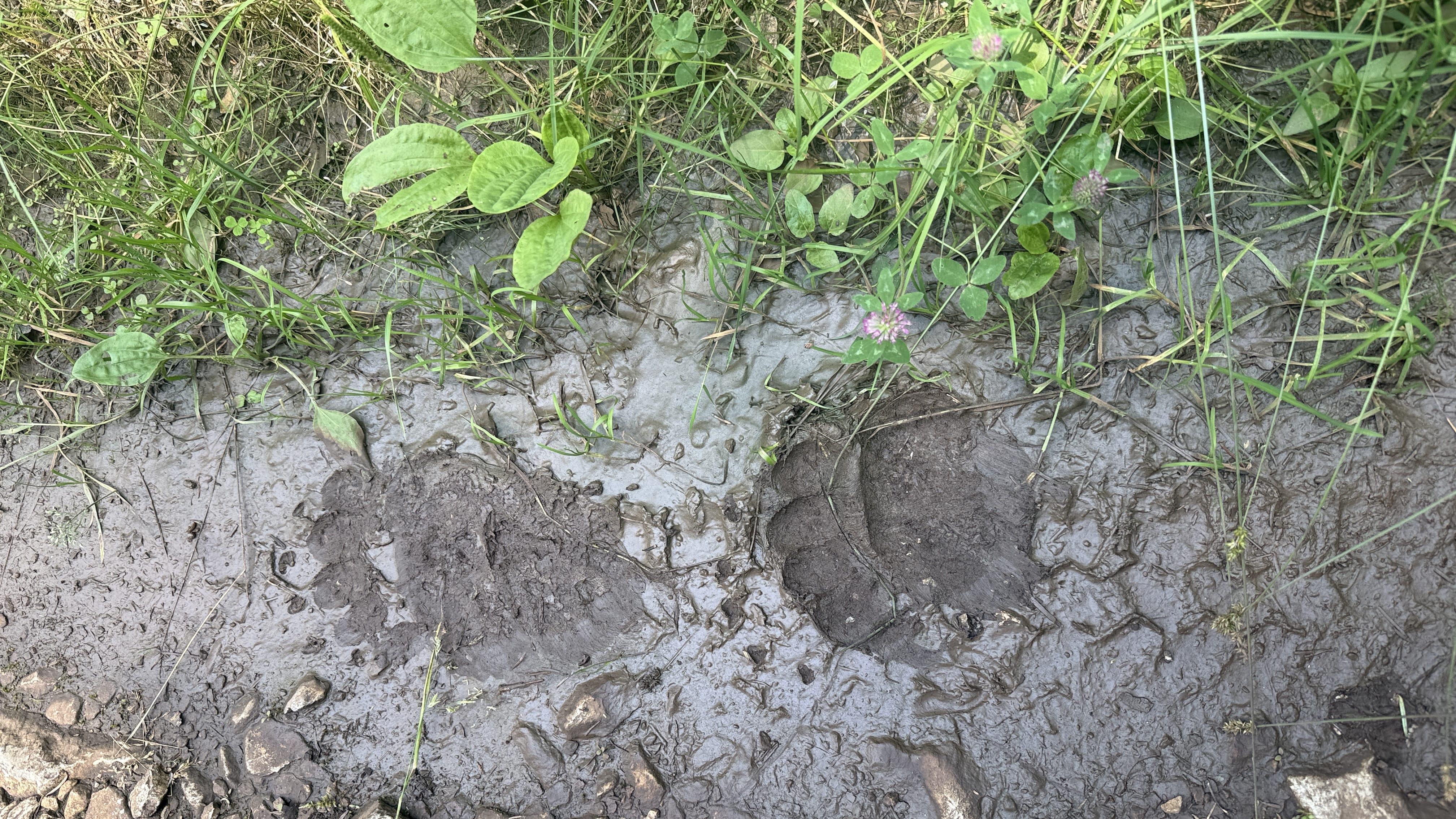 Bear paw prints in mud along a trail in Bulgaria’s Rhodope Mountains